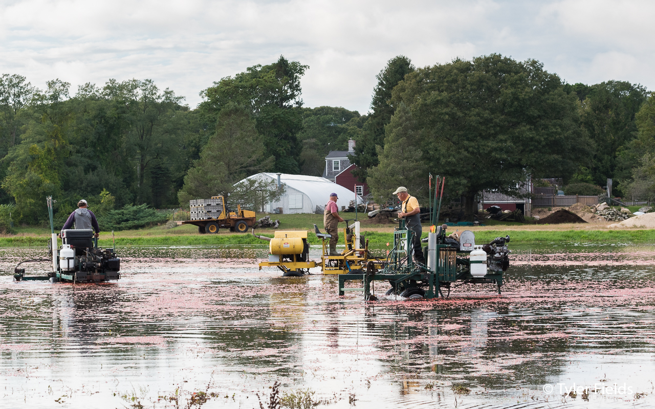 The Cape Cod Cranberry USHarbors