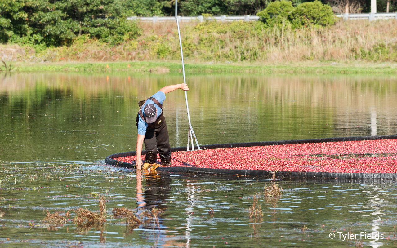 The Cape Cod Cranberry USHarbors