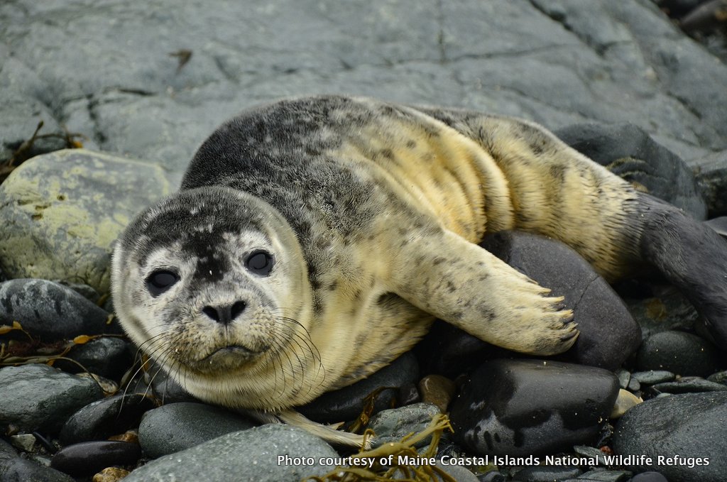 An Unexpected Guest on the Brothers Islands | US Harbors