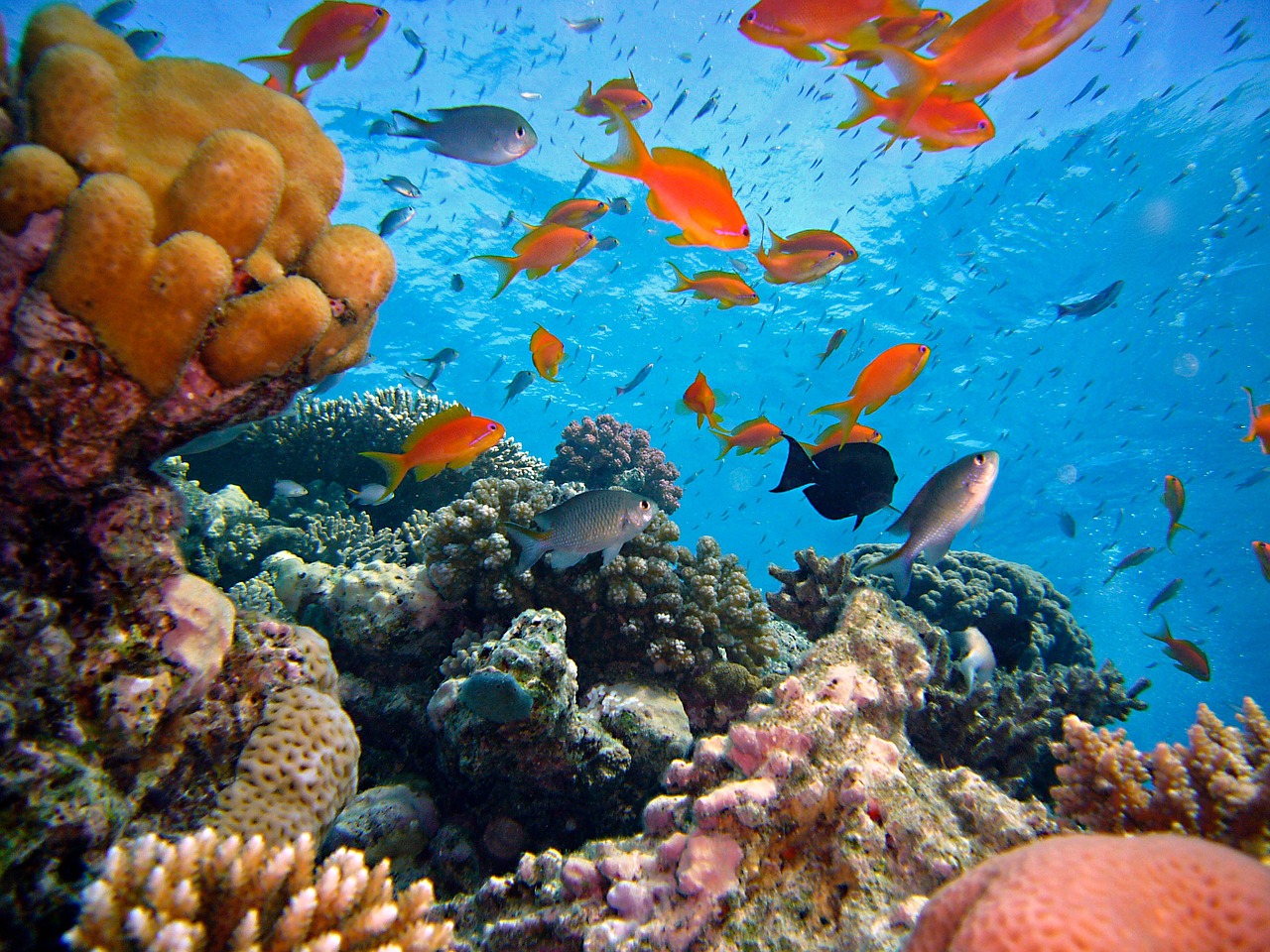 Is Your Sunscreen Killing Coral Reefs? | US Harbors