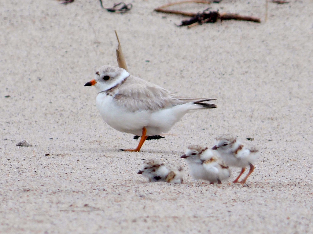 How Piping Plover Chicks Spurred a City to Make a Safer Beach | US Harbors