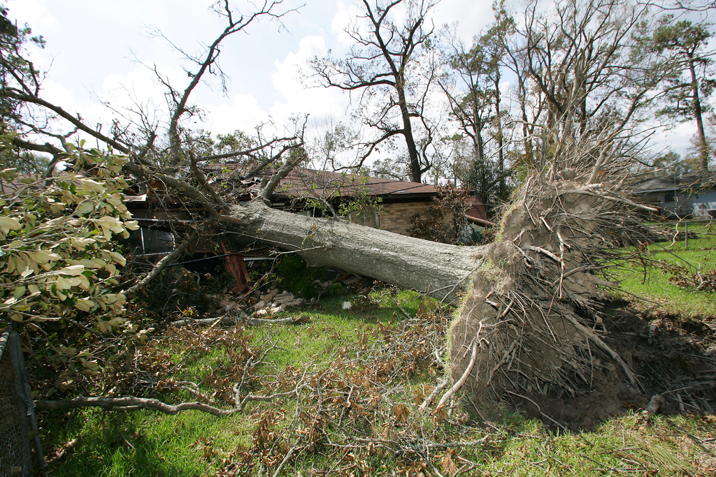 Safety 101: What To Do If a Tree Falls On Your House During a Storm ...