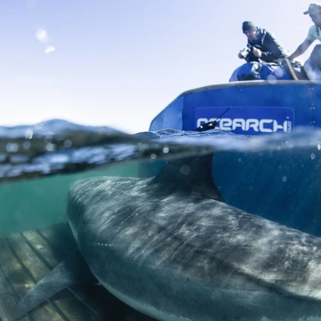 A Huge Great White Shark Is Close To Daytona Beach Right Now US Harbors