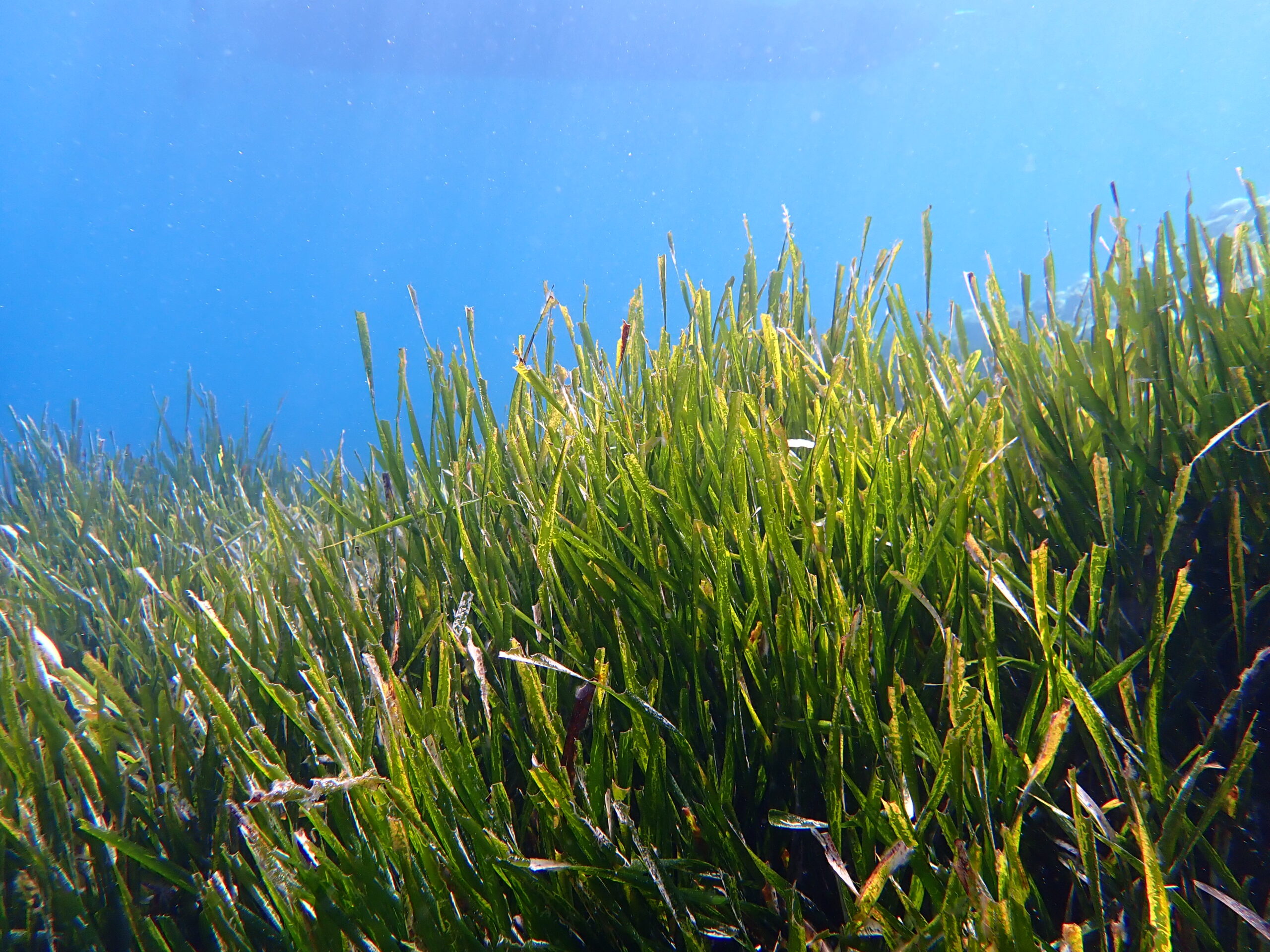 Protecting Seagrass Will Help Save Our Oceans | US Harbors