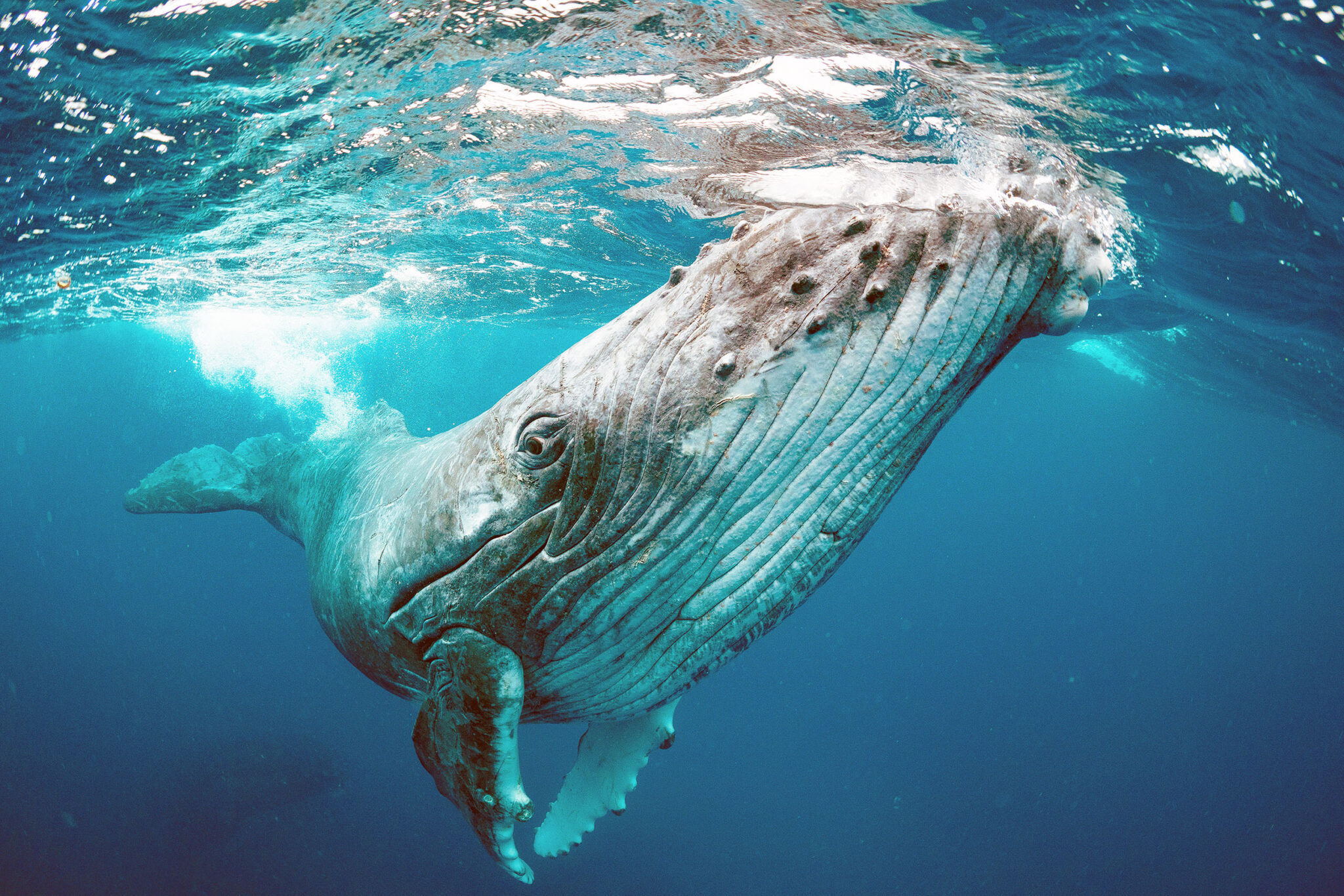 Whale Baleen Whale Blue Whale 1medium 2048x1366 