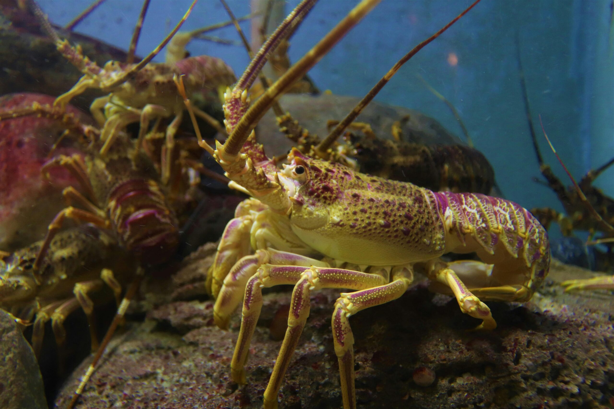 Future for Cape Cod Bay Lobsters? US Harbors